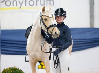 Deutsches Reitpony, Stute, 5 Jahre, 145 cm, Palomino
