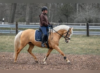 Deutsches Reitpony, Stute, 5 Jahre, 145 cm, Palomino