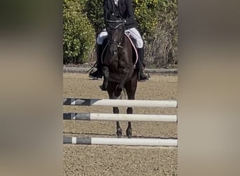 Deutsches Reitpony, Stute, 5 Jahre, 145 cm, Rappe