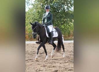 Deutsches Reitpony, Stute, 5 Jahre, 145 cm, Rappe