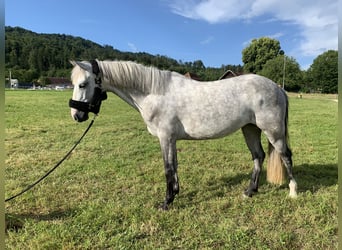 Deutsches Reitpony, Stute, 5 Jahre, 146 cm, Apfelschimmel