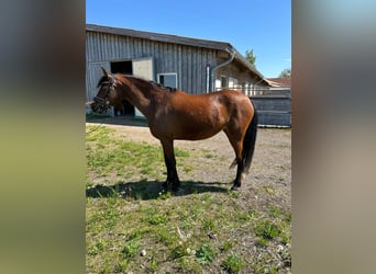 Deutsches Reitpony, Stute, 5 Jahre, 146 cm, Brauner