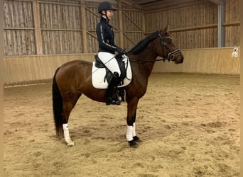 Deutsches Reitpony, Stute, 5 Jahre, 146 cm, Brauner