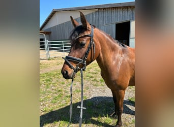 Deutsches Reitpony, Stute, 5 Jahre, 146 cm, Brauner