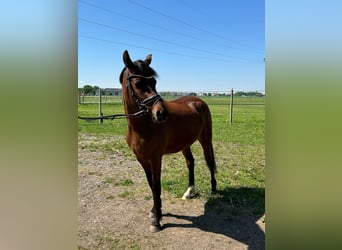 Deutsches Reitpony, Stute, 5 Jahre, 146 cm, Brauner