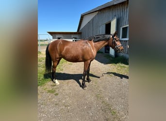 Deutsches Reitpony, Stute, 5 Jahre, 146 cm, Brauner