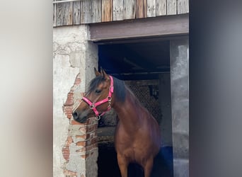 Deutsches Reitpony, Stute, 5 Jahre, 146 cm, Brauner