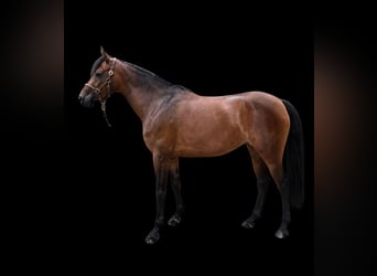 Deutsches Reitpony, Stute, 5 Jahre, 146 cm, Brauner