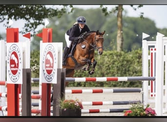 Deutsches Reitpony, Stute, 5 Jahre, 146 cm, Brauner