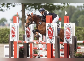 Deutsches Reitpony, Stute, 5 Jahre, 146 cm, Brauner