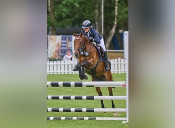Deutsches Reitpony, Stute, 5 Jahre, 146 cm, Brauner