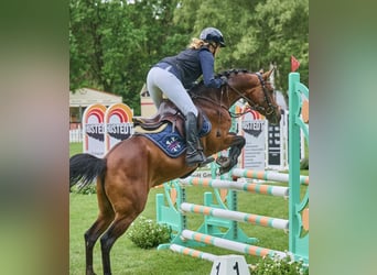 Deutsches Reitpony, Stute, 5 Jahre, 146 cm, Brauner