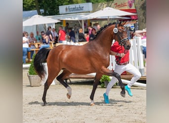 Deutsches Reitpony, Stute, 5 Jahre, 146 cm, Brauner