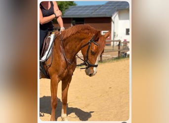 Deutsches Reitpony, Stute, 5 Jahre, 146 cm
