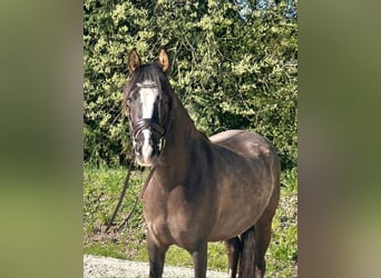 Deutsches Reitpony, Stute, 5 Jahre, 146 cm