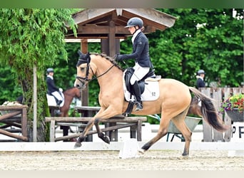 Deutsches Reitpony, Stute, 5 Jahre, 146 cm, Falbe