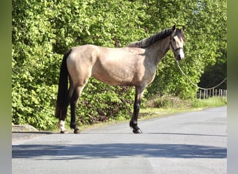 Deutsches Reitpony, Stute, 5 Jahre, 146 cm, Falbe