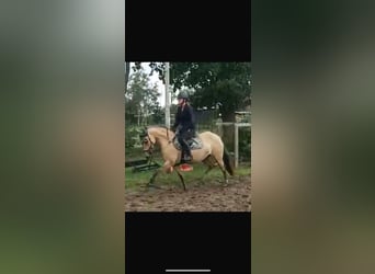 Deutsches Reitpony, Stute, 5 Jahre, 146 cm, Falbe