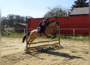 Deutsches Reitpony, Stute, 5 Jahre, 146 cm, Falbe
