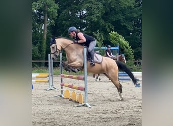 Deutsches Reitpony, Stute, 5 Jahre, 146 cm, Falbe