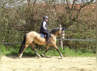 Deutsches Reitpony, Stute, 5 Jahre, 146 cm, Falbe