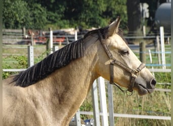 Deutsches Reitpony, Stute, 5 Jahre, 146 cm, Falbe