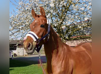 Deutsches Reitpony, Stute, 5 Jahre, 146 cm