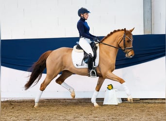 Deutsches Reitpony, Stute, 5 Jahre, 146 cm, Fuchs