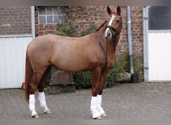 Deutsches Reitpony, Stute, 5 Jahre, 146 cm, Fuchs