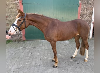 Deutsches Reitpony, Stute, 5 Jahre, 146 cm, Fuchs