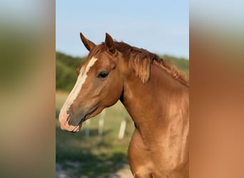 Deutsches Reitpony, Stute, 5 Jahre, 146 cm, Fuchs