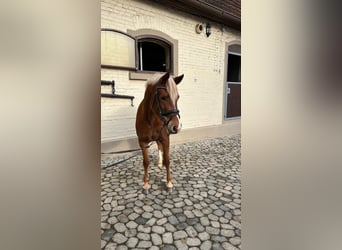Deutsches Reitpony, Stute, 5 Jahre, 146 cm, Fuchs