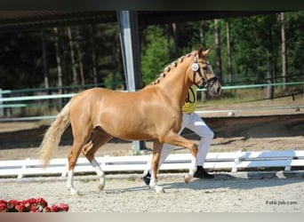 Deutsches Reitpony, Stute, 5 Jahre, 146 cm, Palomino