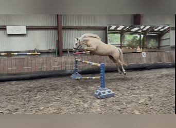 Deutsches Reitpony, Stute, 5 Jahre, 146 cm, Palomino