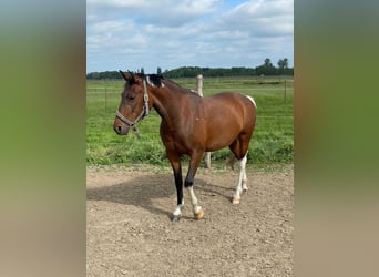 Deutsches Reitpony, Stute, 5 Jahre, 146 cm, Schecke