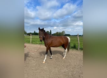 Deutsches Reitpony, Stute, 5 Jahre, 146 cm, Schecke