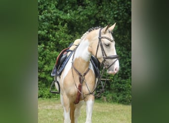 Deutsches Reitpony, Stute, 5 Jahre, 146 cm, Schecke