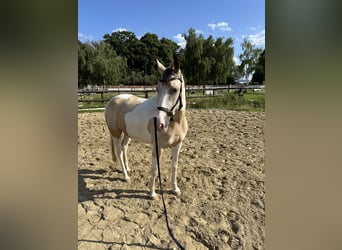 Deutsches Reitpony, Stute, 5 Jahre, 146 cm, Schecke