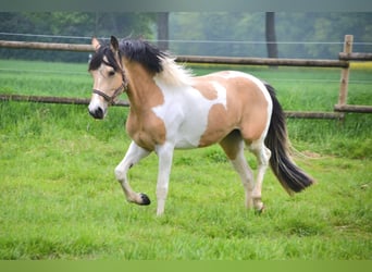 Deutsches Reitpony, Stute, 5 Jahre, 146 cm, Tobiano-alle-Farben