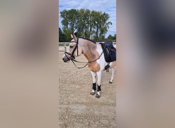 Deutsches Reitpony, Stute, 5 Jahre, 146 cm, Tobiano-alle-Farben