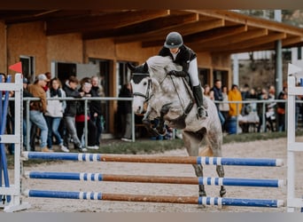 Deutsches Reitpony, Stute, 5 Jahre, 147 cm, Apfelschimmel