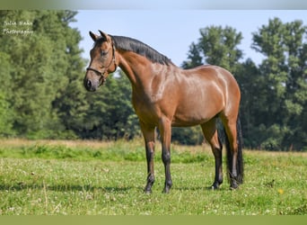 Deutsches Reitpony, Stute, 5 Jahre, 147 cm, Brauner