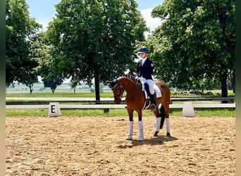 Deutsches Reitpony, Stute, 5 Jahre, 147 cm, Brauner