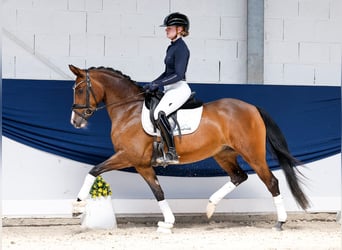 Deutsches Reitpony, Stute, 5 Jahre, 147 cm, Brauner