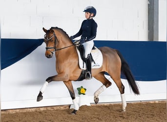 Deutsches Reitpony, Stute, 5 Jahre, 147 cm, Brauner