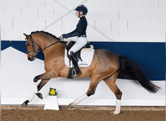 Deutsches Reitpony, Stute, 5 Jahre, 147 cm, Brauner