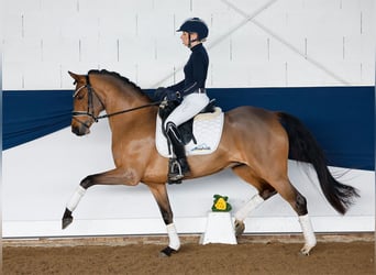 Deutsches Reitpony, Stute, 5 Jahre, 147 cm, Brauner