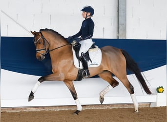 Deutsches Reitpony, Stute, 5 Jahre, 147 cm, Brauner