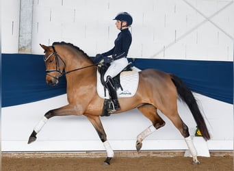 Deutsches Reitpony, Stute, 5 Jahre, 147 cm, Brauner