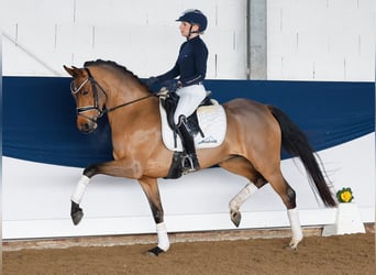 Deutsches Reitpony, Stute, 5 Jahre, 147 cm, Brauner